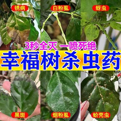 幸福树杀虫药腻虫蚧壳虫蚜虫红蜘蛛叶子有粘液除虫灭虫专用杀虫剂