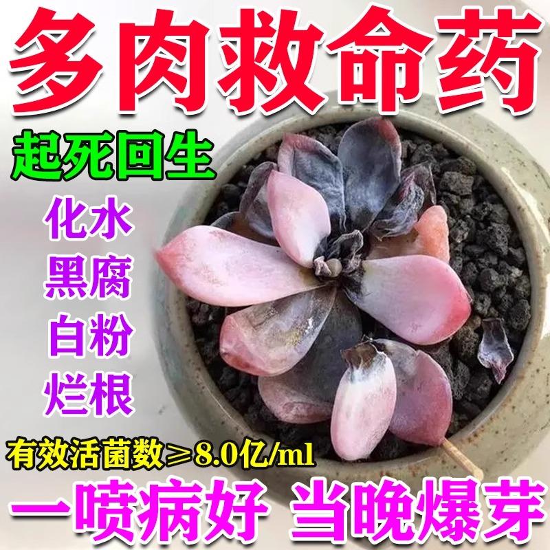 多肉专用肥黑斑病专用药营养液改善病害白粉病黑腐病杀菌药病全清