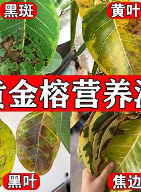 黄金榕专用肥营养液叶子发黑黄叶黑斑锈斑病肥料养护高山爱心榕树