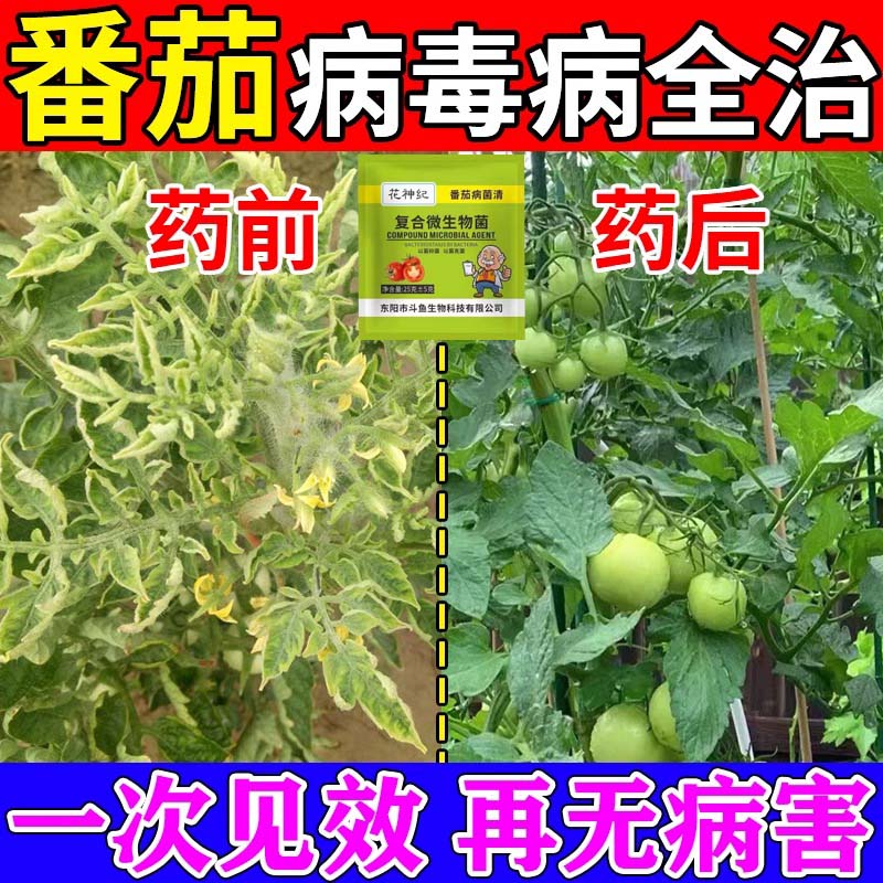 番茄卷叶病专用肥西红柿病毒病专用药专用白粉黑杆黄叶落果病菌清
