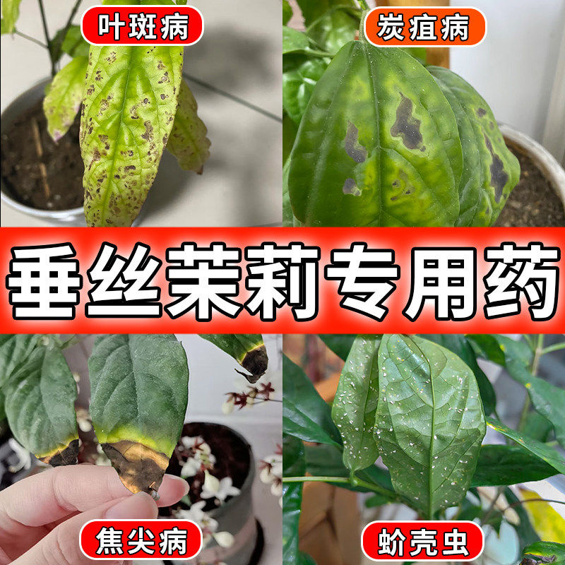 垂丝茉莉专用药叶子发黄叶黑叶黑斑病营养液焦尖叶斑杀菌剂专用肥,鲜花速递/花卉仿真/绿植园艺,家庭园艺肥料,淘宝优惠券,粉丝福利购,淘宝优惠卷