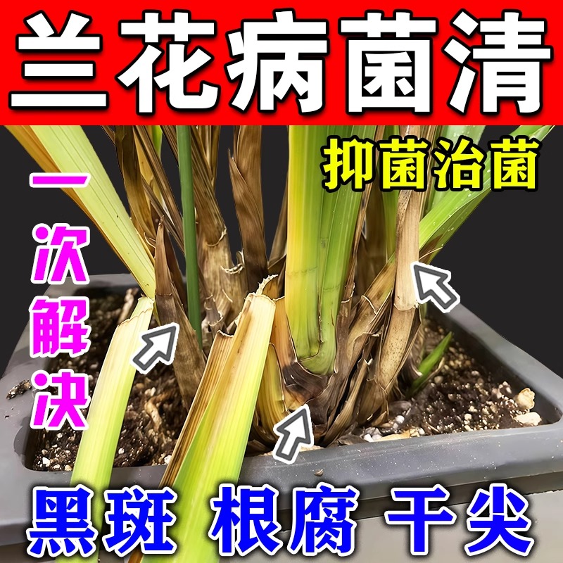 兰花专用肥料黑斑病专用药杀菌剂兰花黄叶焦尖营养液软叶斑腐烂根