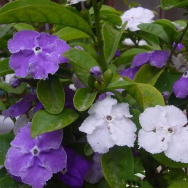 浓香双色开花双色茉莉花植x物茉莉花盆栽茉莉