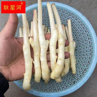 湖北嫩仔姜新鲜子姜芽红头玉手生姜泡老醋鲜姜蔬菜农家现挖泡菜