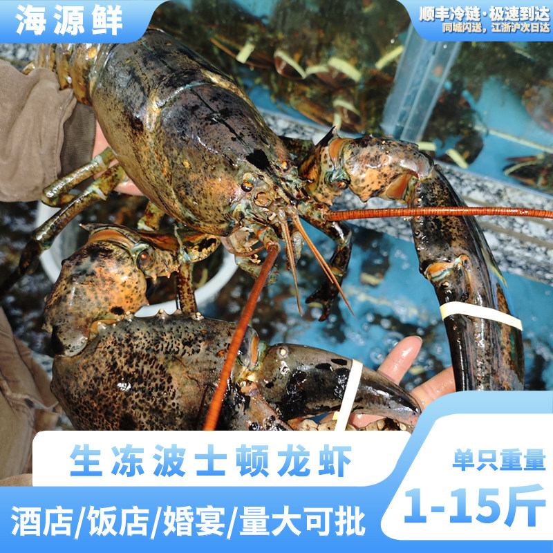进口加拿大鲜活波龙澳龙龙虾礼盒