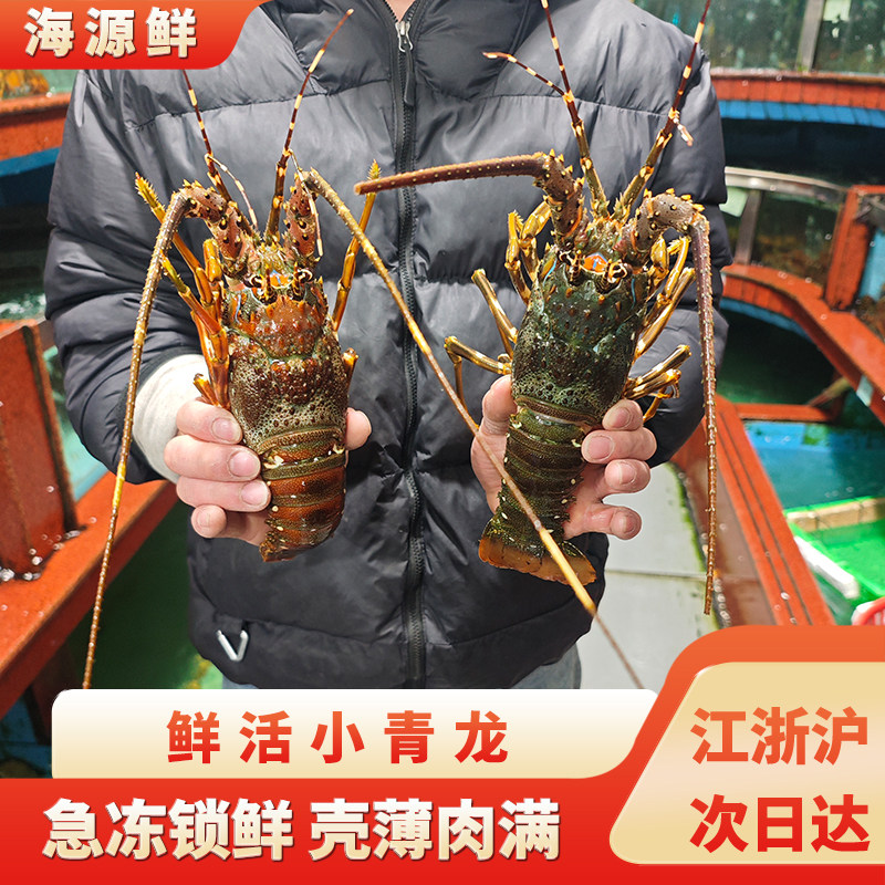 越南小青龙龙虾鲜活冷冻特大龙虾