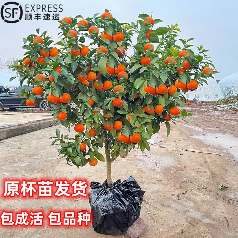 沙糖桔树苗盆栽南方北方橘子树