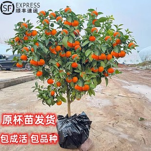 特大无籽沙糖橘树苗金桔桔子树苗盆栽地栽南方北方种植橘子果树苗