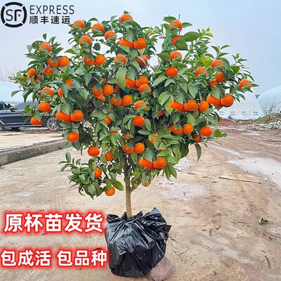 沙糖桔树苗盆栽南方北方橘子树