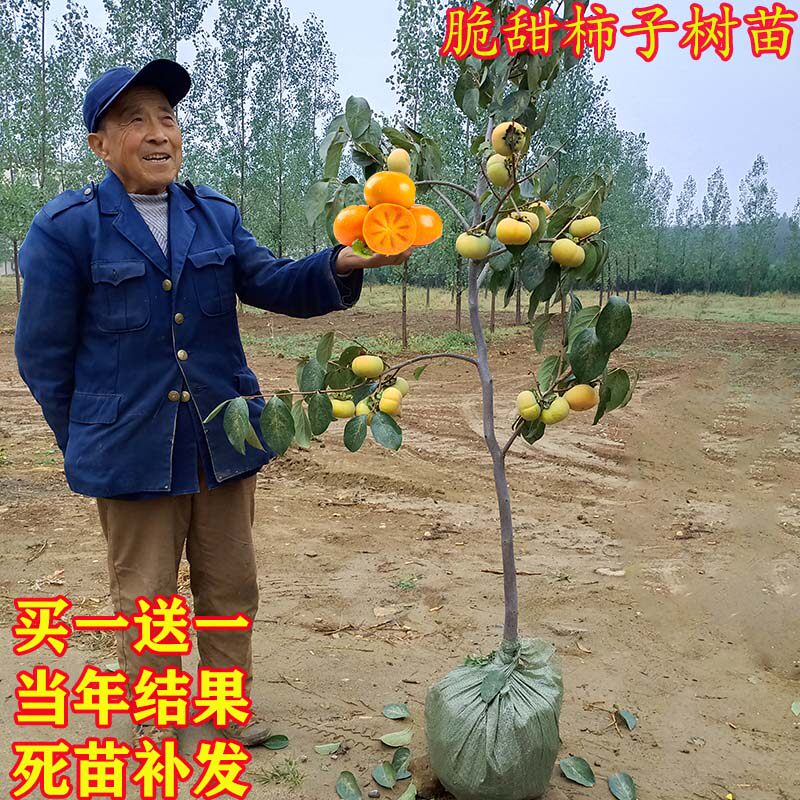 柿子苗树嫁接日本脆甜无核柿子果树苗盆栽地栽当年结果磨盘柿子树