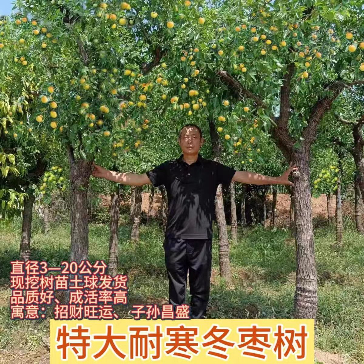 带果发货大枣超甜冬枣冰糖枣树苗