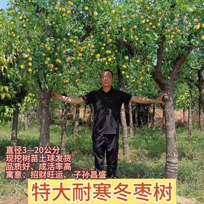 带果发货大枣超甜冬枣冰糖枣树苗