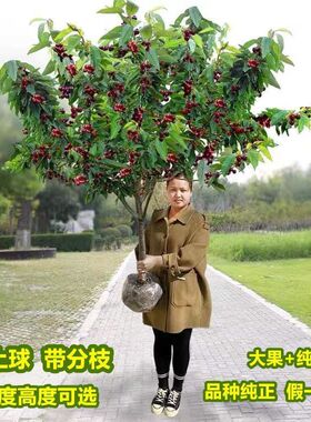 特大车厘子树苗樱桃树苗南方北方种植庭院果树地栽盆栽名贵水果树