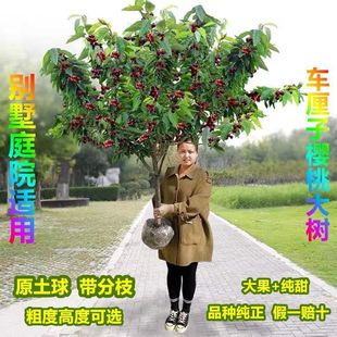 特大车厘子树苗樱桃树苗南方北方种植庭院果树地栽盆栽名贵水果树