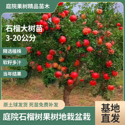 石榴树突尼斯软籽特大庭院