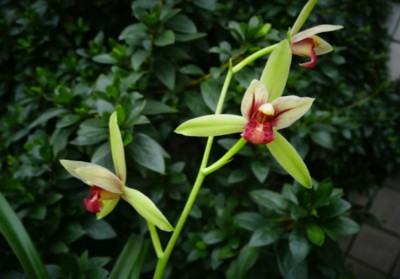 超香兰花建兰四季兰佛光红素夏带花d苞绿植盆栽花卉名贵超香兰花