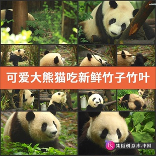 可爱大熊猫吃新鲜竹子竹叶唯美镜头高清实拍视频素材