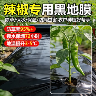 辣椒专用地膜黑色一次性黑膜盖菜防草布加厚塑料薄膜农用种植辣椒