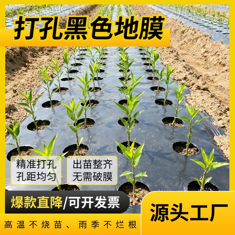 【省工神器】预打孔地膜