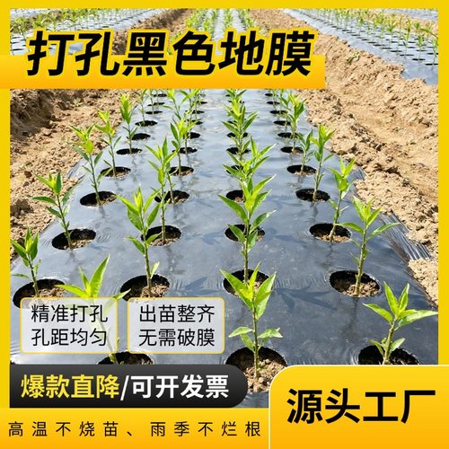 【省工神器】预打孔地膜