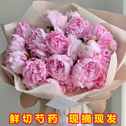 重瓣芍药鲜花客厅鲜切花4月新货
