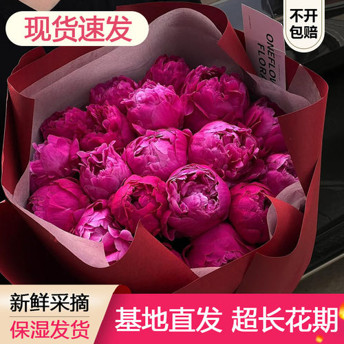 5【顺丰现货！】红富士 芍药鲜花