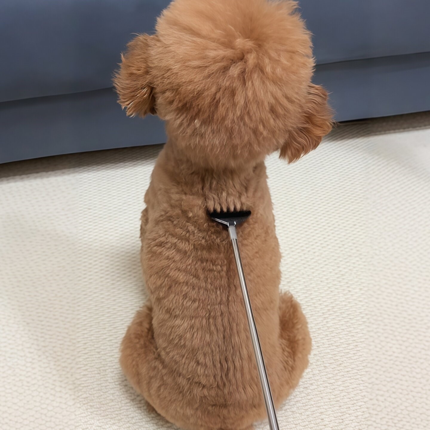 狗狗挠痒神器可伸缩逗狗棒宠物泰迪按摩梳毛专用梳子猫咪挠痒耙子