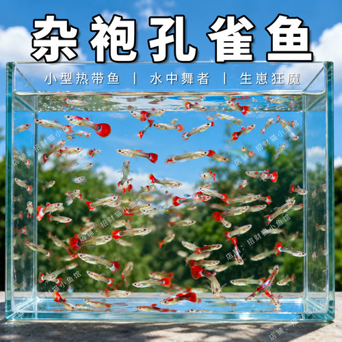 杂袍孔雀鱼红尾小型热带鱼观赏鱼淡水鱼群游活体宠物鱼胎生鱼