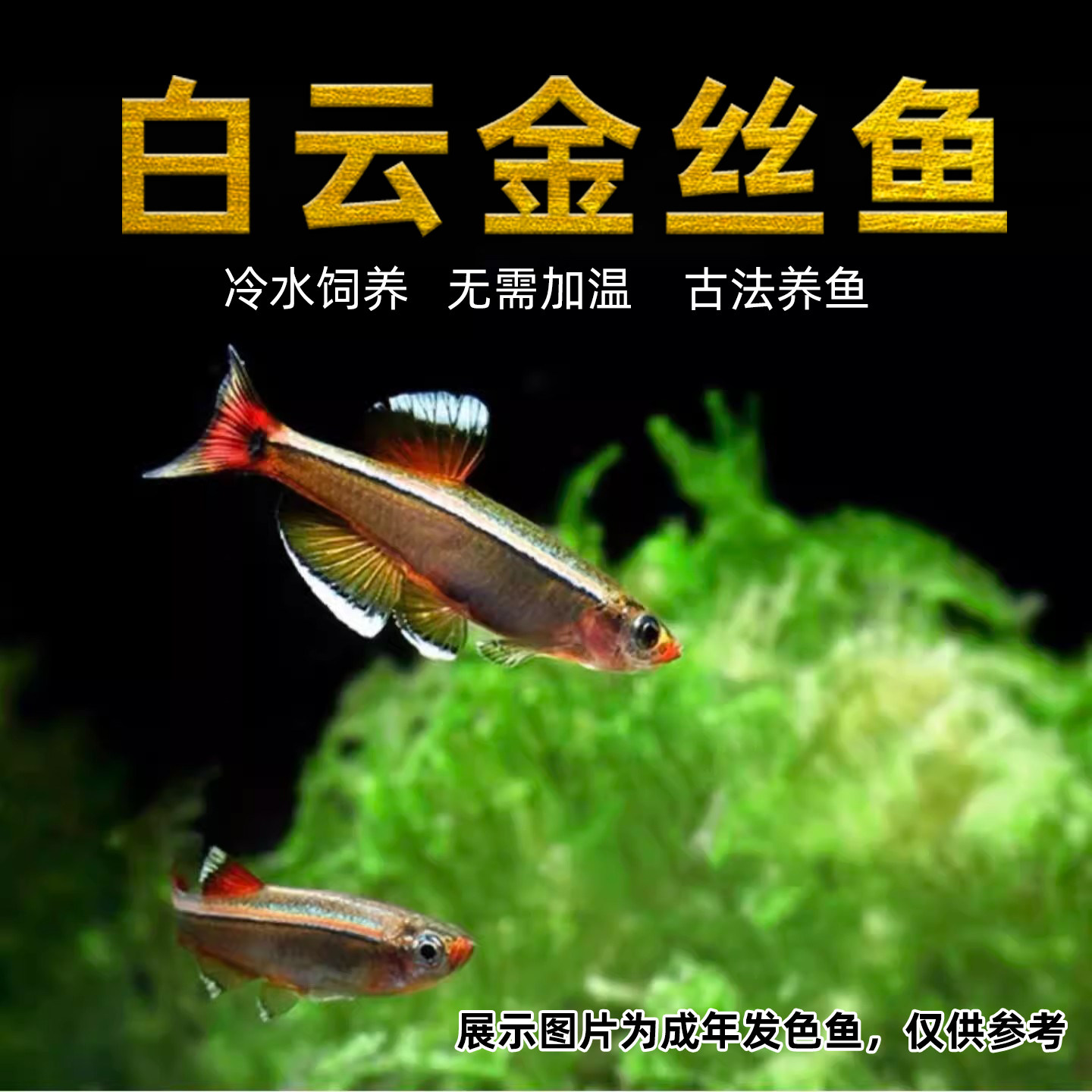 白云金丝冷水淡水原生低温小型观赏鱼灯科淡水新手好养练手闯缸鱼