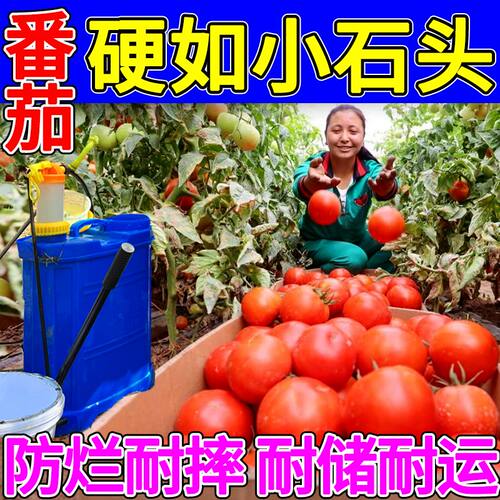 番茄硬果防裂叶面肥潮流