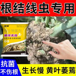 根结线虫专用根瘤病淡紫紫孢菌根线无敌西蓝花大棚冲施肥农用