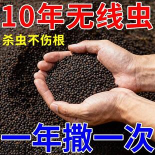 农用根结线虫专用剂淡紫紫孢菌根结根瘤除菌根线灵地下根通用菌剂