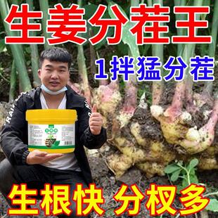 生姜拌种剂催芽生根提高发芽壮苗促分杈防姜瘟杀菌姜种大姜浸种剂