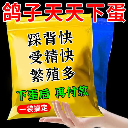 公鸽子不踩背母下蛋催繁殖