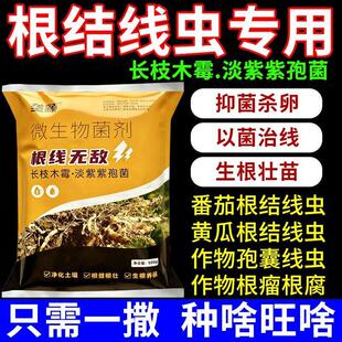 农用根结线虫淡紫紫孢菌根结根瘤杀菌根线灵地下根微生物菌剂