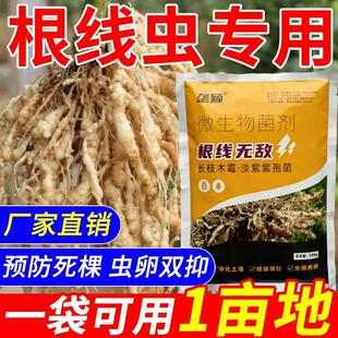 农用根结线虫淡紫紫孢菌根结根瘤杀菌根线灵地下根微生物菌剂