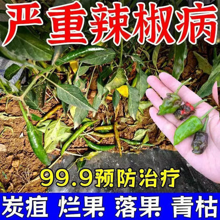 辣椒病毒病专用药卷叶病药黄叶炭疽病杀菌剂病毒辣椒病全治杀菌剂