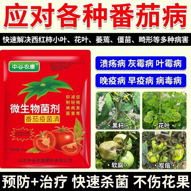 番茄病菌清国家专利西红柿