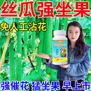 丝瓜肥增产剂丝瓜授粉药丝瓜催花授粉坐果增产防三落丝瓜防畸防化