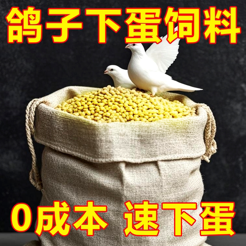 专治鸽子不踩背下蛋慢不下蛋催蛋促进繁殖猛踩背鸽子受精快下蛋快