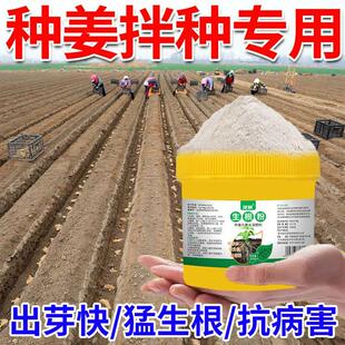 生姜拌种剂催芽生根提高发芽壮苗促分杈防姜瘟杀菌姜种大姜浸种剂