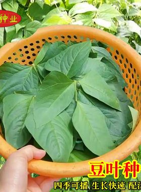 豆叶种子豆角叶可煮汤鲜嫩
