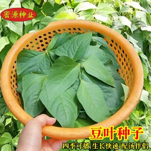 豆叶种子豆角叶可煮汤鲜嫩可口菜豆角叶种籽阳台农家特色蔬菜种孑