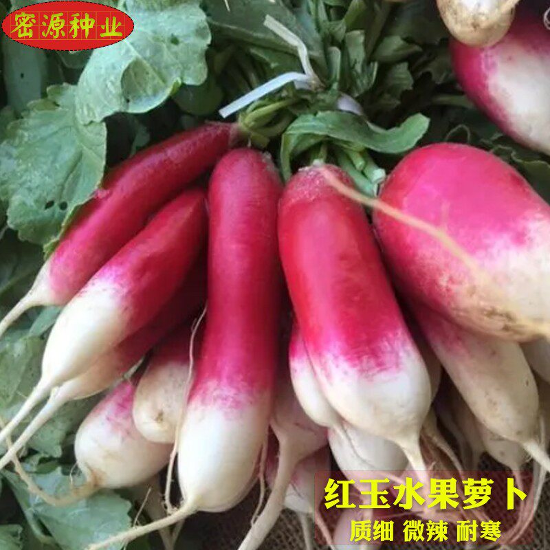 红玉水果萝卜种子红皮白肉水果萝卜籽春秋四季播耐寒农家蔬菜种孑