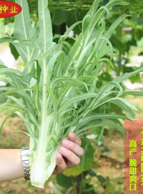 花芽麦菜种子甜脆四季农家