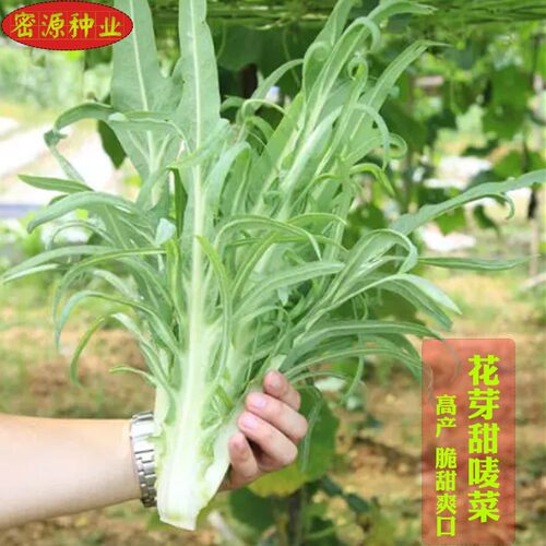 花芽麦菜种子甜脆四季农家