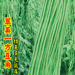 翠英摘不败特长豇豆角种子高产长豆角绿豇豆角种子春秋季蔬菜种子