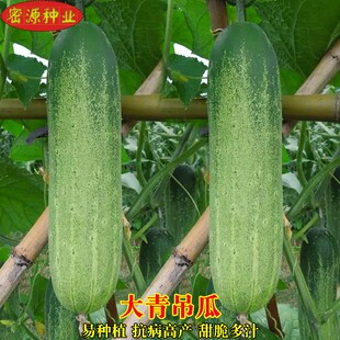 大青吊瓜种子花青大吊瓜油绿大黄瓜种籽易种植高产农家四季蔬菜种