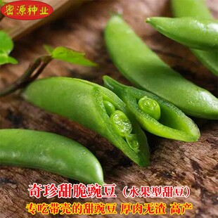 水果型甜脆肉豌豆种子吃壳厚肉甜豆荷兰豆种籽秋冬季大田蔬菜种孑