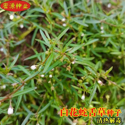 白花蛇舌草种子矮脚羊须